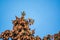 A small common redpoll bird, Acanthis flammea, sits on top of a fir tree among cones against a blue sky