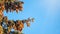 A small common redpoll bird, Acanthis flammea, sits on top of a fir tree among cones against a blue sky