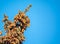 A small common redpoll bird, Acanthis flammea, sits on top of a fir tree among cones against a blue sky