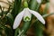 Small common snowdrop flower Galanthus nivalis in early spring