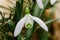 Small common snowdrop flower Galanthus nivalis in early spring