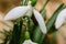 Small common snowdrop flower Galanthus nivalis in early spring