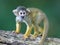 Small common squirrel monkeys (Saimiri sciureus)