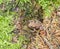 Small common toad