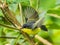 Small Common Tody Flycatcher