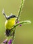 Small Common Tody Flycatcher