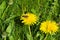 Small common wasp on dandelion bloom in tall grass, unmowed lawn
