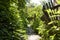 Small concrete lined walkway between the trees and a rickety wooden fence