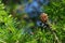 Small cone and needle fascicles of coniferous evergreen tree European larch, latin name Larix Decidua