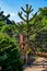 A small coniferous Araucaria in a garden next to a brick wall and fence in Germany