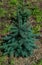 Small coniferous green blue spruce tree grows on ground with grass. Siberian nature plant in sunlight. Summer