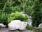 Small conifers on the rock garden