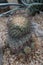 A small Copiapoa cinerea cactus with brown and black spines growing in a rock garden