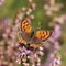 Small copper butterfly