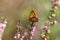 Small copper butterfly