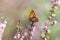 Small copper butterfly