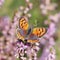 Small copper butterfly