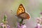 Small copper butterfly