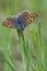 Small Copper Butterfly