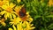 Small Copper Butterfly on a Golden Shrub Daisy 18 Slow Motion