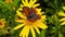 Small Copper Butterfly on a Golden Shrub Daisy 28 Slow Motion