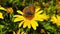 Small Copper Butterfly on a Golden Shrub Daisy 31 Slow Motion