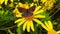 Small Copper Butterfly on a Golden Shrub Daisy Slow Motion