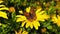 Small Copper Butterfly on a Golden Shrub Daisy Slow Motion