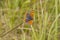 Small Copper butterfly (Lycaena phlaeas)