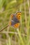 Small Copper butterfly (Lycaena phlaeas)