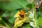 Small Copper butterfly perched on a yellowing leaf