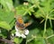 Small copper butterfly perching among bramble flowers