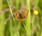 Small copper butterfly perching inside buttercup
