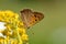 Small copper on a  Canada goldenrod