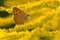 Small copper on a  Canada goldenrod