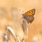 Small copper cereal field