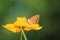 Small Copper on golden cosmos