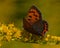 Small copper lycaena phlaeas