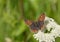 Small copper (Lycaena phlaeas) butterfly