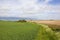 Small copse and footpath