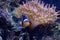 Small coral anemone fish clown fish in a fish tank with beautiful and colourful corals