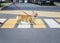 Small Corgi dog crosses the paved road on pedestrian traffic in the city