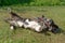 A small corgi dog in the fresh air. The dog plays close-up