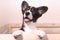 A small corgi puppy. Funny big-eared dog