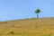 Small Cork tree alone in a farm field in Vale Seco, Santiago do