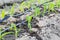 Small corn field with drip irrigation in farm