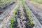 Small corn field with drip irrigation in farm