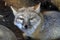 Small Corsac Fox Vulpes corsac