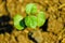 Small cotton field