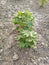 Small cotton plant in the field